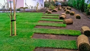 Зеленый ковер за один день: Всё об укладке рулонного газона